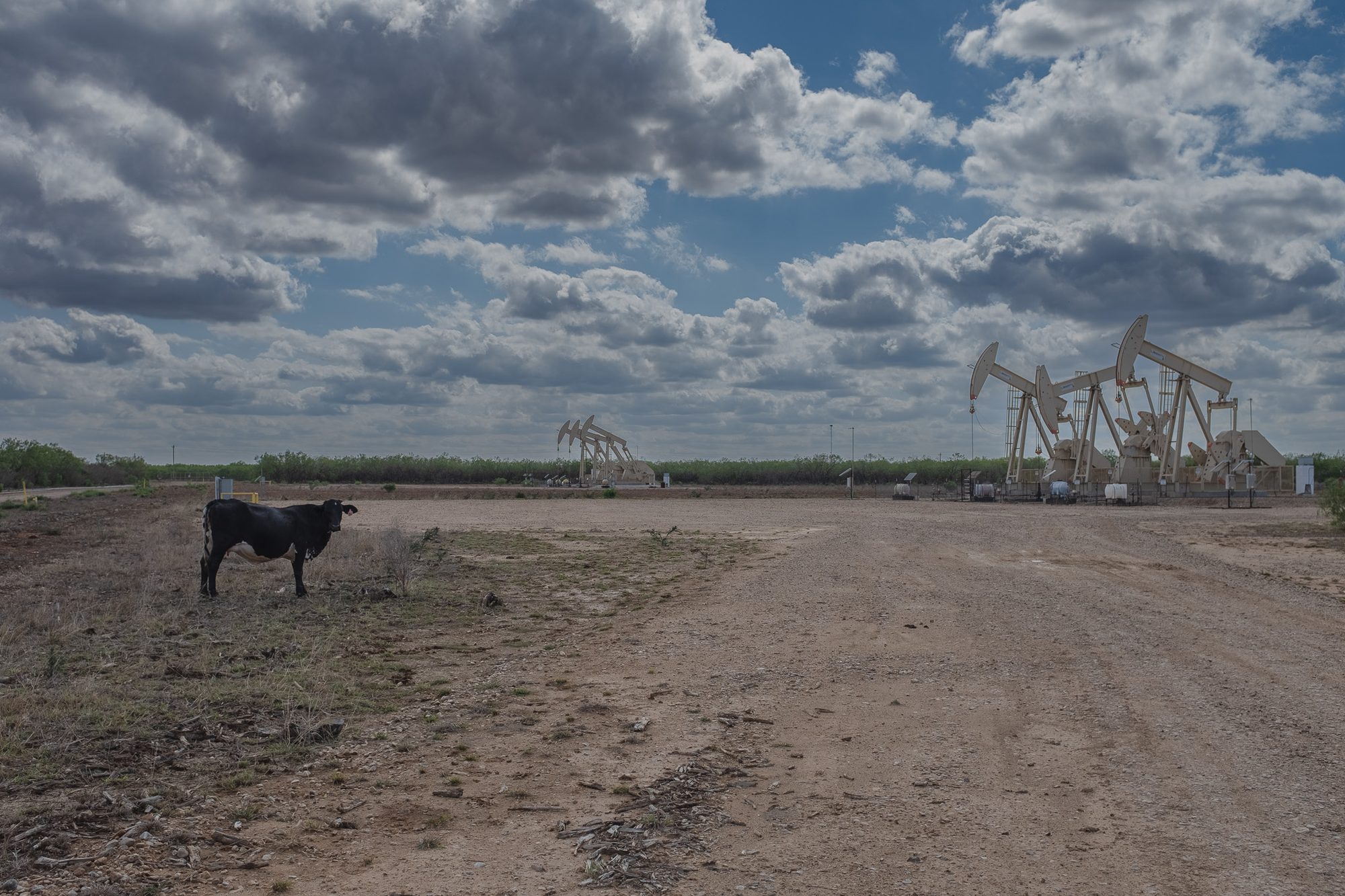 A black cow standing at the edge of a caliche road with a row of pumpjacks working behind it under a cloudy sky.